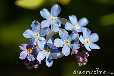 Field Forget-me-not Myosotis arvensis Stock Photo