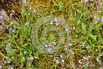 Field Forget-me-not - Myosotis arvensis, Yorkshire Dales, England, UK. Stock Photo