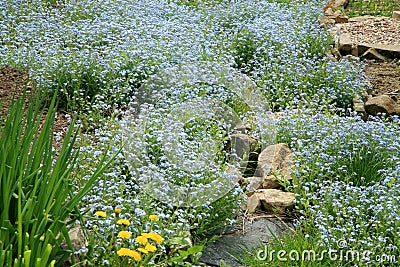 A field of forget-me-not in the spring home garden. Stock Photo