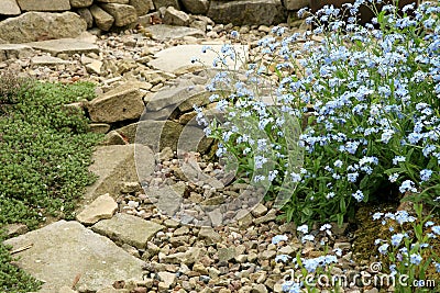 A field of forget-me-not in the spring home garden. Stock Photo