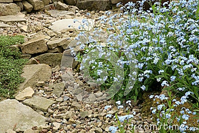 A field of forget-me-not in the spring home garden. Stock Photo