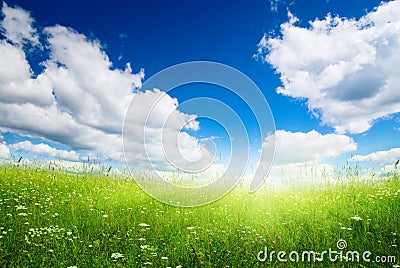 Field of fresh summer grass Stock Photo