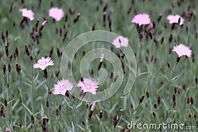 Field of fringed pink dianthus flowers Stock Photo