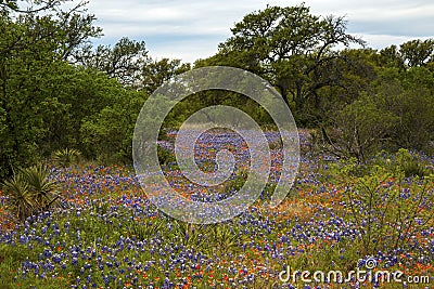 Field full of Bluebonnets and Indian Paintbrush in the Texas Hill Country, Texas Stock Photo