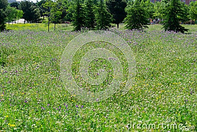 Field full of pines and flowers in a park in Madrid on a sunny day, in Spain. Stock Photo