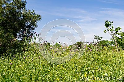Field full of pines and flowers in a park in Madrid on a sunny day, in Spain. Stock Photo