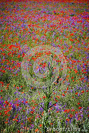 Field full of poppies in a rural area of Spain Stock Photo