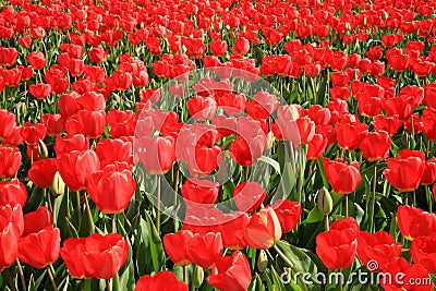 Field full of red tulips. Stock Photo