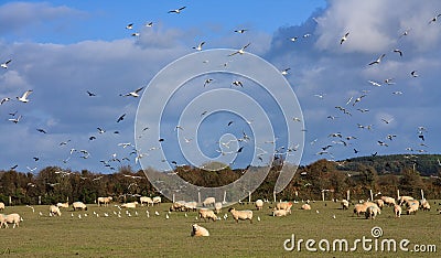 Field full of sheep and birds Stock Photo