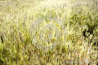 Field full of wheat in a land Stock Photo