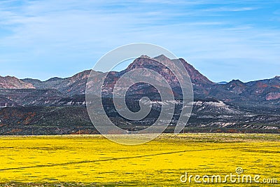 Field full of yellow wildflowers in the Arizona desert. Stock Photo