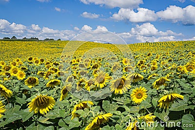 Field of Giant Sunflowers -2 Stock Photo