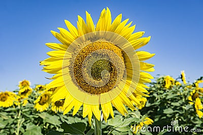 Giant Sunflowers - 5 Stock Photo