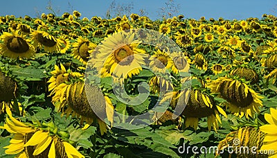 Field of Giant Sunflowers Stock Photo