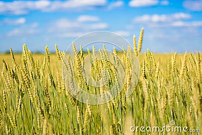 field with gold ears of wheat Stock Photo