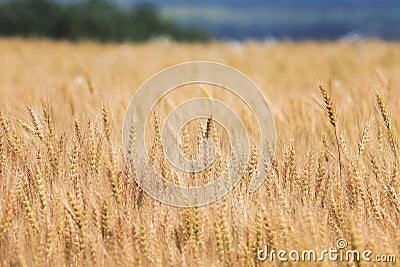 Field with gold ears of wheat Stock Photo