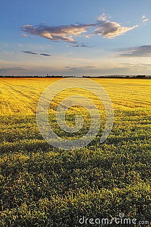 Field with gold ears of wheat in sunset Stock Photo
