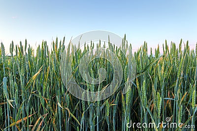 Field with gold ears of wheat in sunset Stock Photo