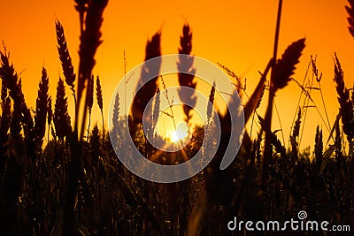 Field with gold ears of wheat in sunset Stock Photo