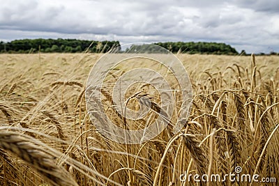 Field of golden barley Stock Photo