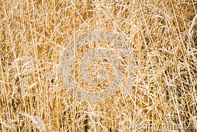 Field of golden grass Stock Photo