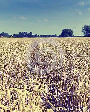 Field of golden ripe wheat Stock Photo