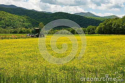 Field of golden selenia blooming Stock Photo