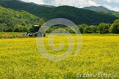 Field of golden selenia blooming.at Kituwa an ancient Native American settlement near the upper Tuckasegee River Stock Photo