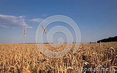 field of golden wheat against blue sky on sunny day Stock Photo