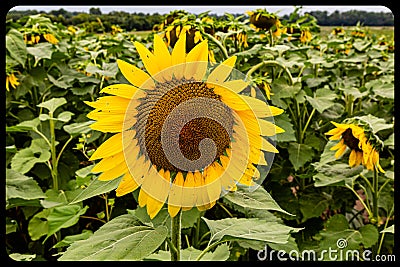 Field of sunflowers Pam Nelson`s farm Valley Nebraska Stock Photo