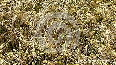 Field of grain Stock Photo