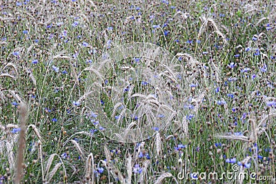 A field of grain and Blue flowers Stock Photo