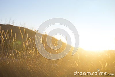 Field with grain in Sun Shine under blue sky. Beautiful shot space for Header and text copy Stock Photo