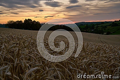 A field of grain, sunset, Germany Stock Photo