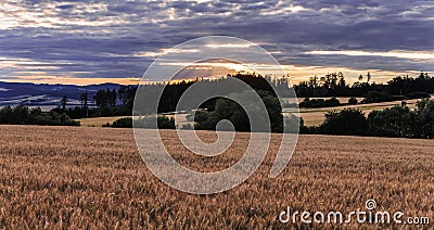 Field with grain and sunset Stock Photo