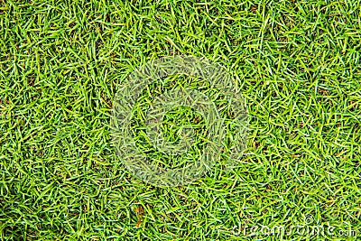 Field grass green, natural backdrop Stock Photo