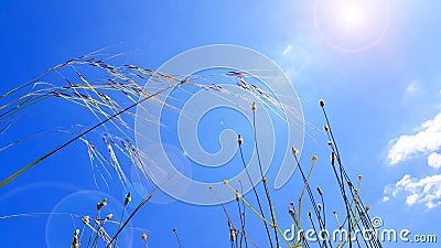 Field of grass under blue sunny sky, Bright day with grass and blue sky in summer background Stock Photo