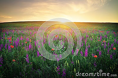 Field with grass, violet flowers and red poppies Stock Photo