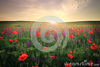 Field with grass, violet flowers and red poppies. Stock Photo