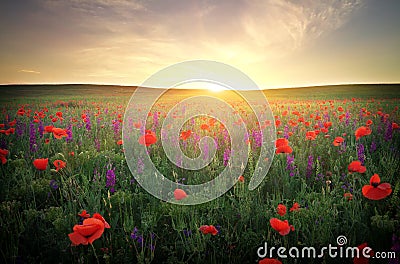 Field with grass, violet flowers and red poppies Stock Photo