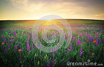 Field with grass, violet flowers and red poppies Stock Photo