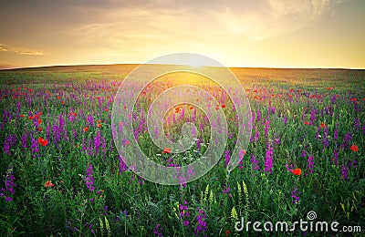 Field with grass, violet flowers and red poppies Stock Photo