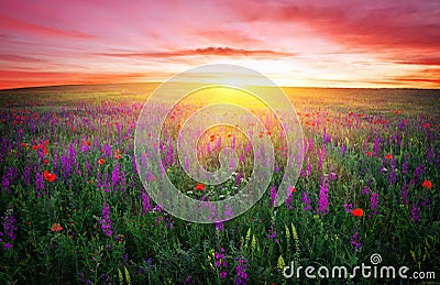 Field with grass, violet flowers and red poppies Stock Photo