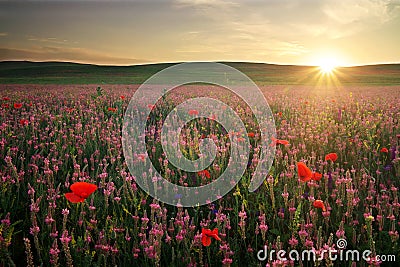 Field with grass, violet flowers and red poppies. Sunset Stock Photo