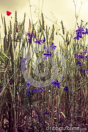 Field with grass, violet flowers and red poppies on sunset Stock Photo