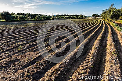 Field in Greece Stock Photo