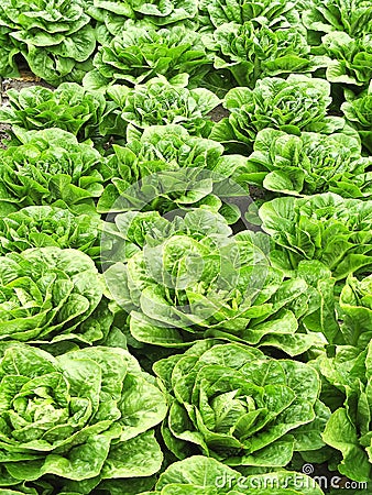 Field of green cabbages Stock Photo