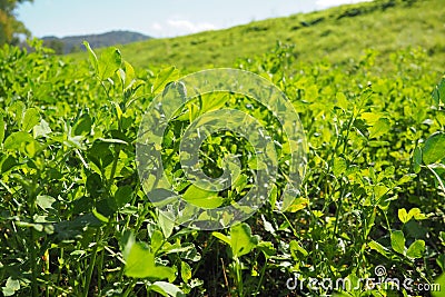 Field with green clover. Organized planting of clover. Clover Trifolium, a genus of plants in the legume family Fabaceae Stock Photo
