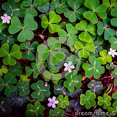 Field of green clovers Stock Photo