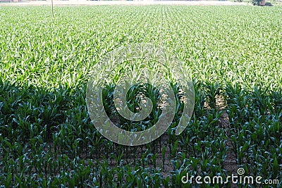 Field of green corn, field of green corn, plant native to America, lerida Stock Photo